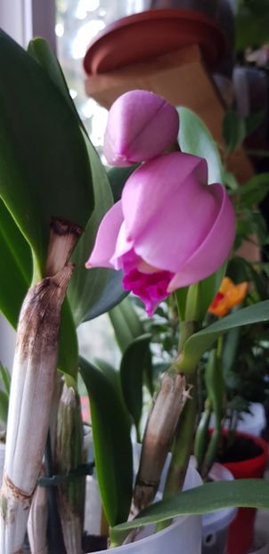  - Plante 2018