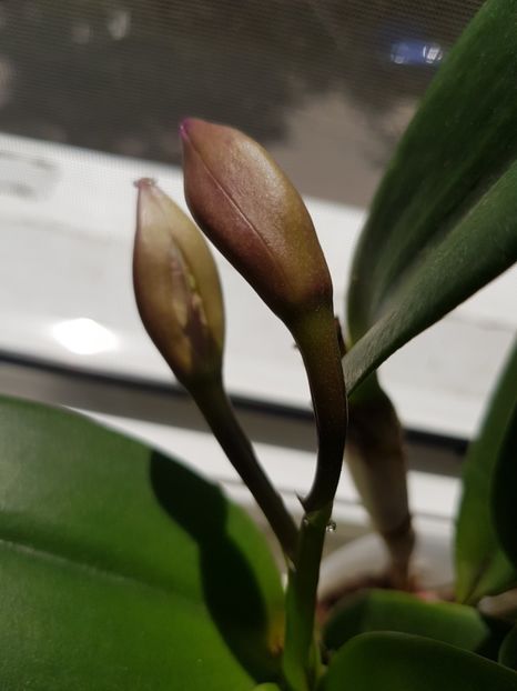  - Plante 2018