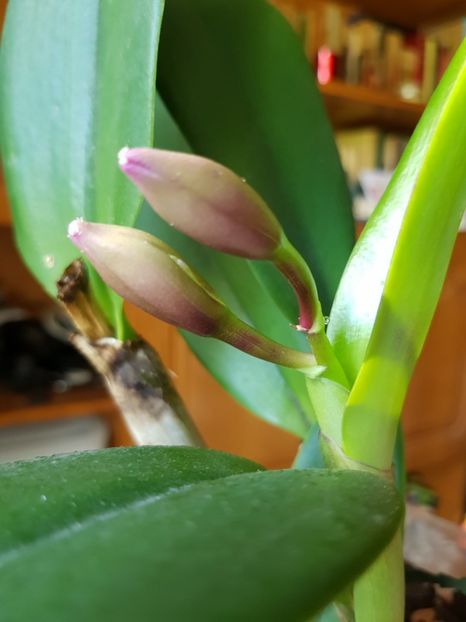  - Plante 2018