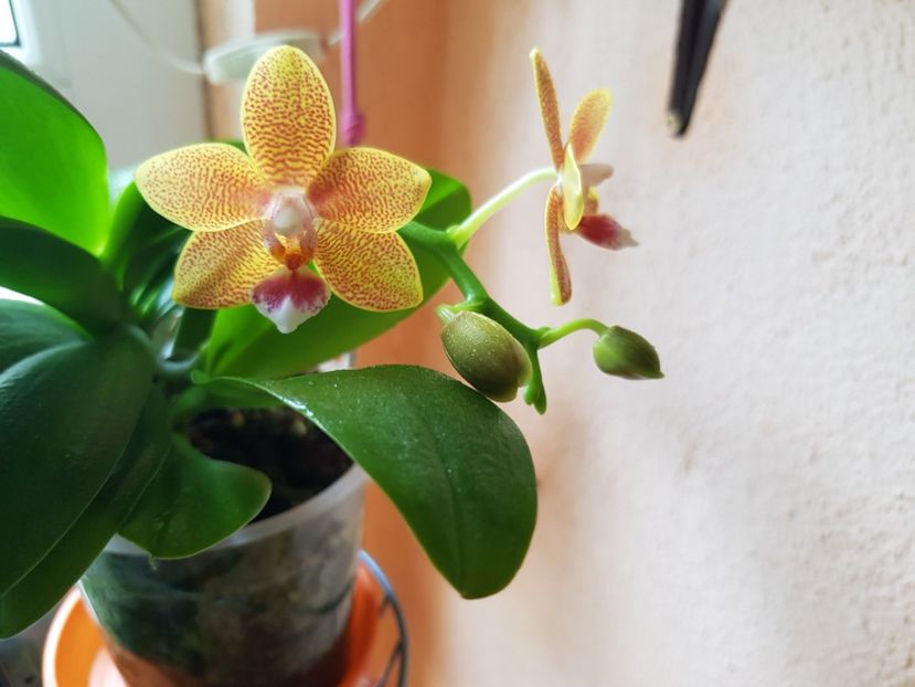  - Plante 2018