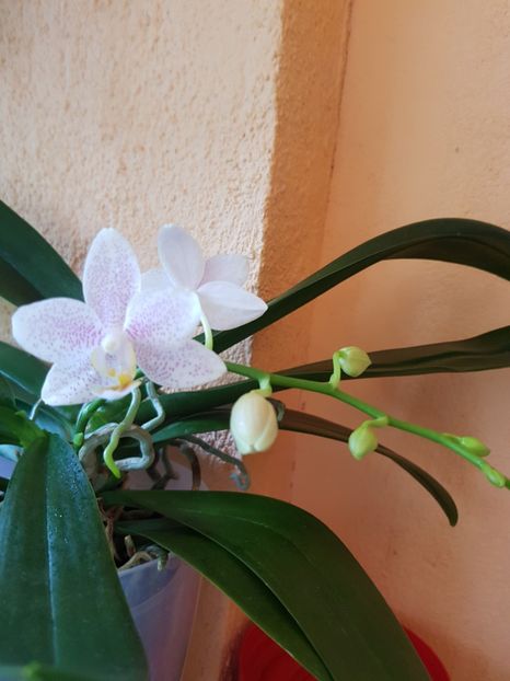  - Plante 2018