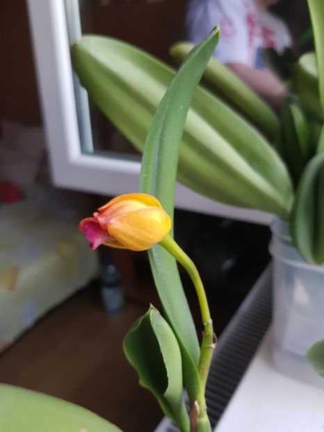  - Plante 2018