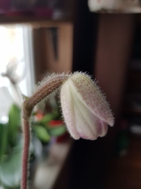  - Plante 2018