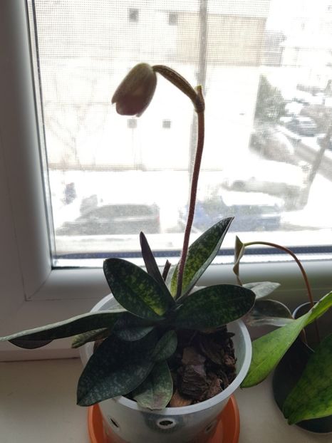  - Plante 2018