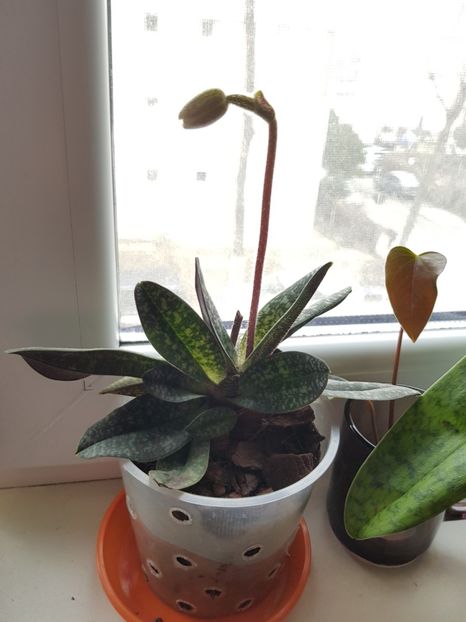  - Plante 2018