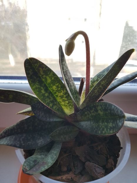  - Plante 2018