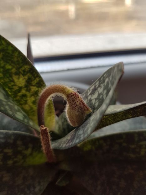  - Plante 2018