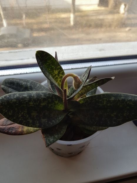  - Plante 2018