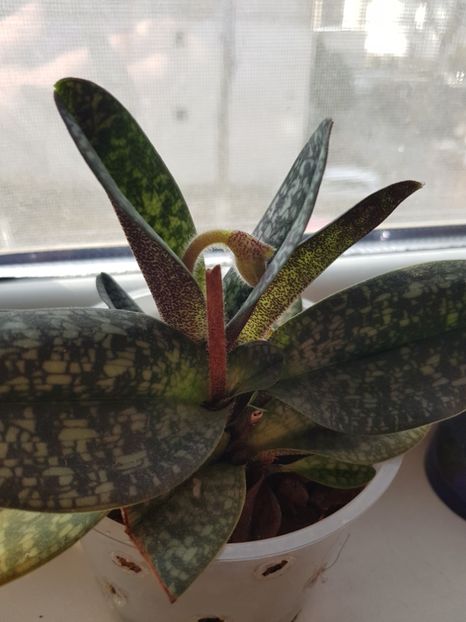  - Plante 2018