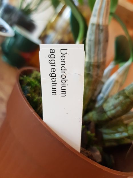  - Plante 2018