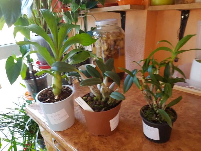 - Plante 2018