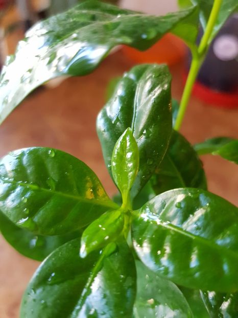  - Plante 2018