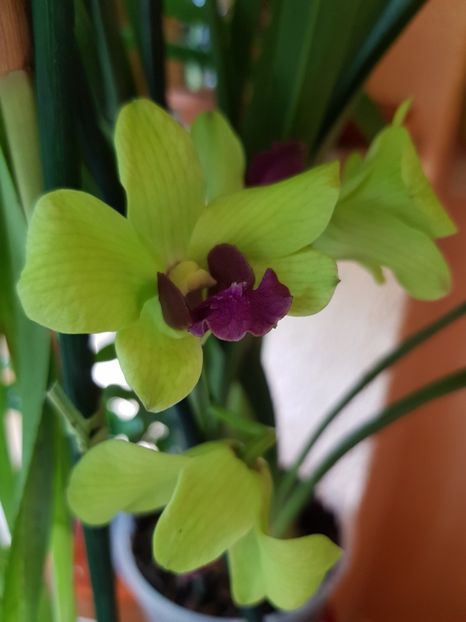  - Plante 2018