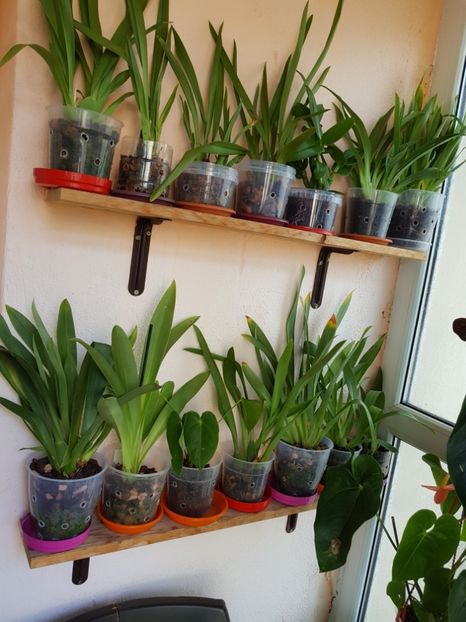  - Plante 2018