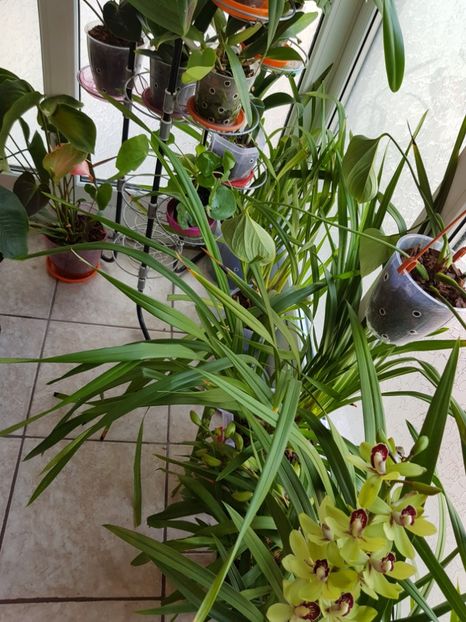  - Plante 2018