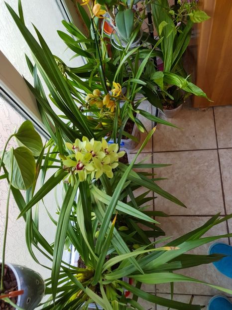  - Plante 2018