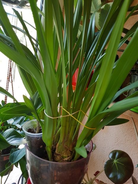  - Plante 2018