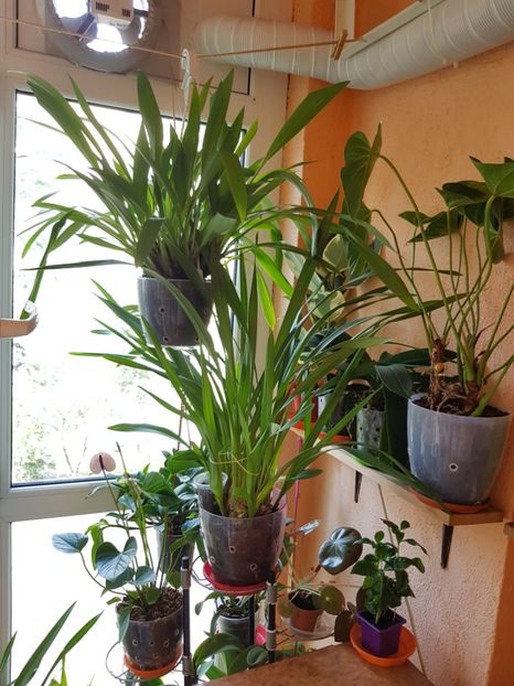 - Plante 2018