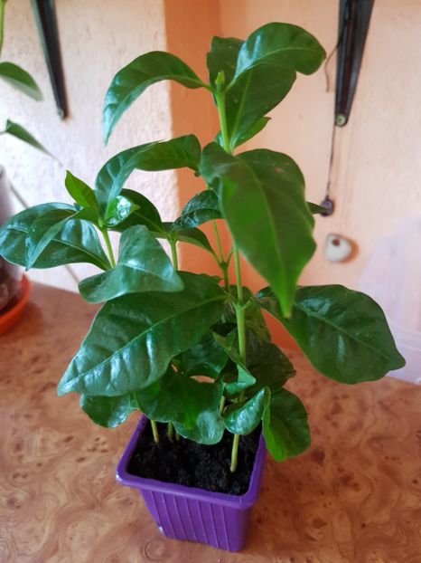  - Plante 2018