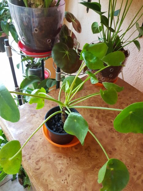  - Plante 2018