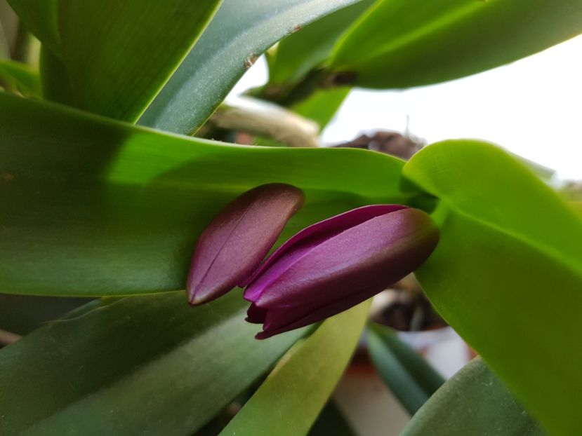  - Plante 2018