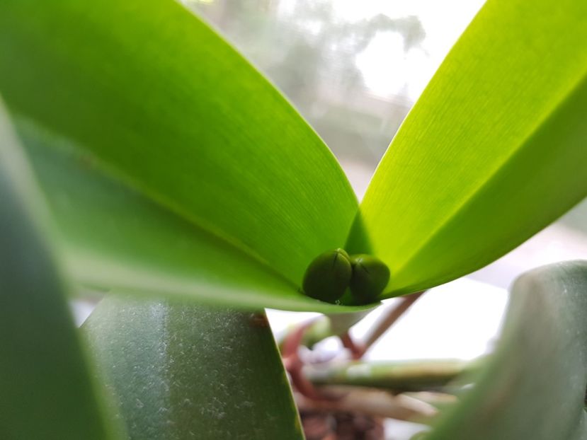 - Plante 2018