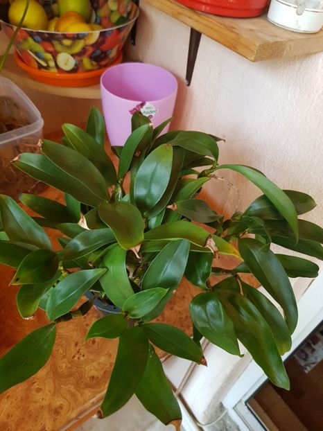  - Plante 2018