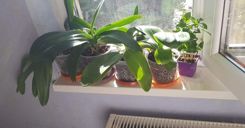 received_457692884738016 - Plante 2018