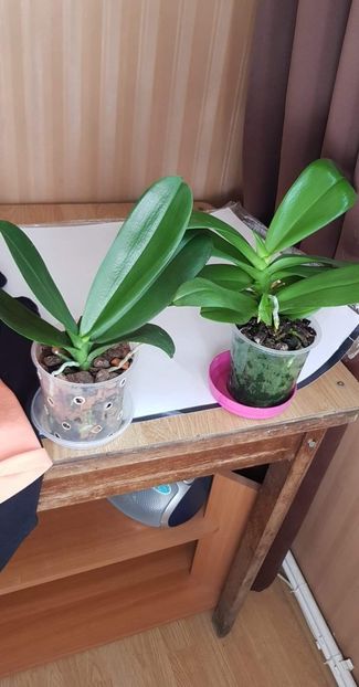 received_576126099473317 - Plante 2018