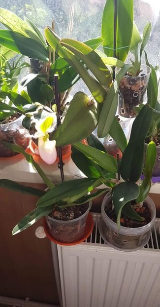 received_494284557648761 - Plante 2018