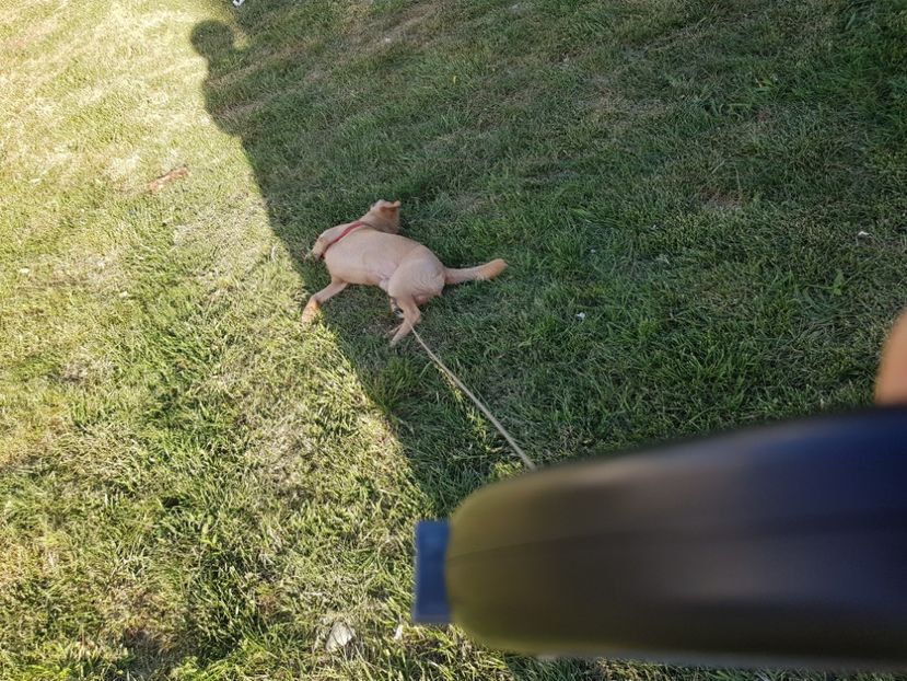 20180809_182716(0) - Sufletele-Pinky si Mițica
