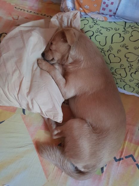  - Sufletele-Pinky si Mițica