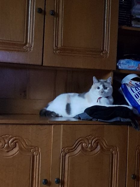  - Sufletele-Pinky si Mițica