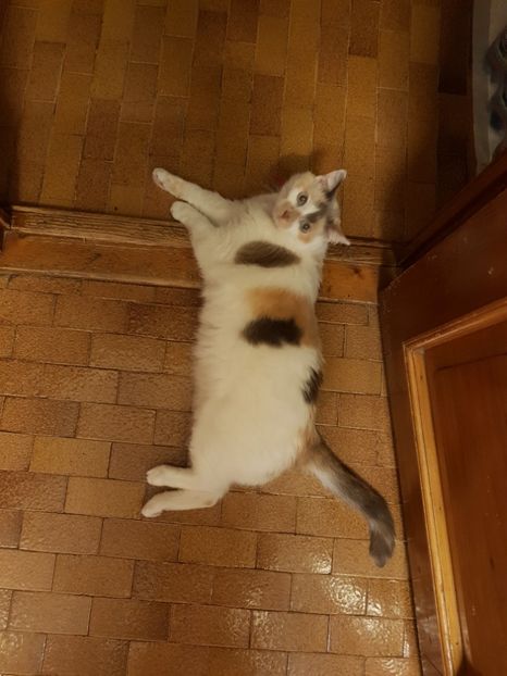  - Sufletele-Pinky si Mițica