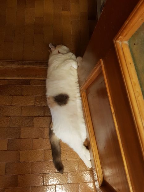  - Sufletele-Pinky si Mițica
