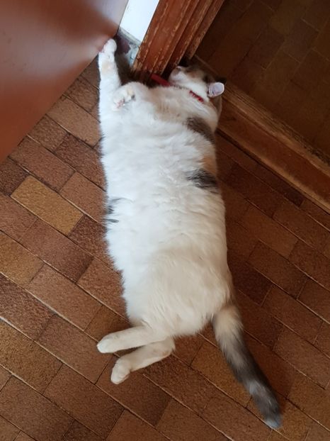  - Sufletele-Pinky si Mițica