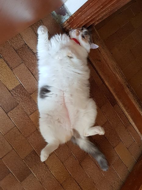  - Sufletele-Pinky si Mițica