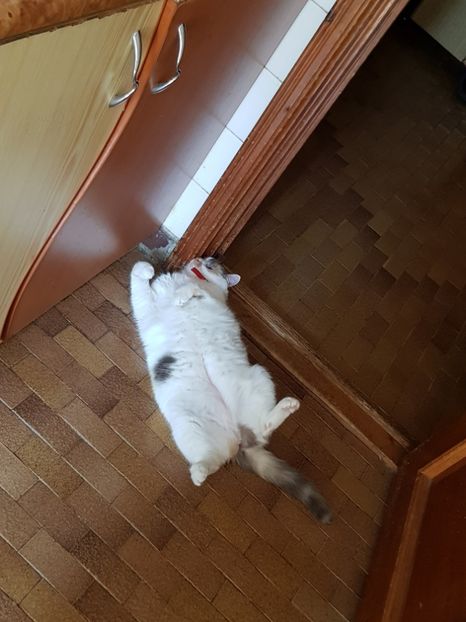  - Sufletele-Pinky si Mițica