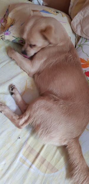  - Sufletele-Pinky si Mițica