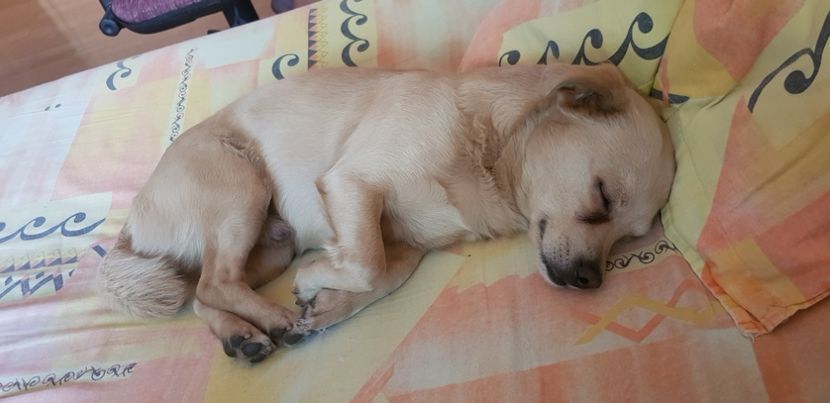  - Sufletele-Pinky si Mițica