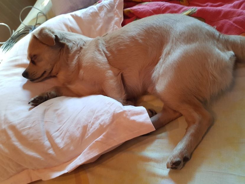  - Sufletele-Pinky si Mițica