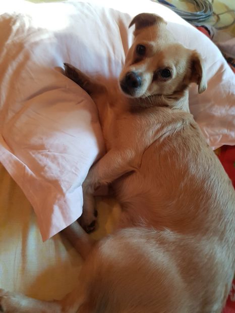  - Sufletele-Pinky si Mițica