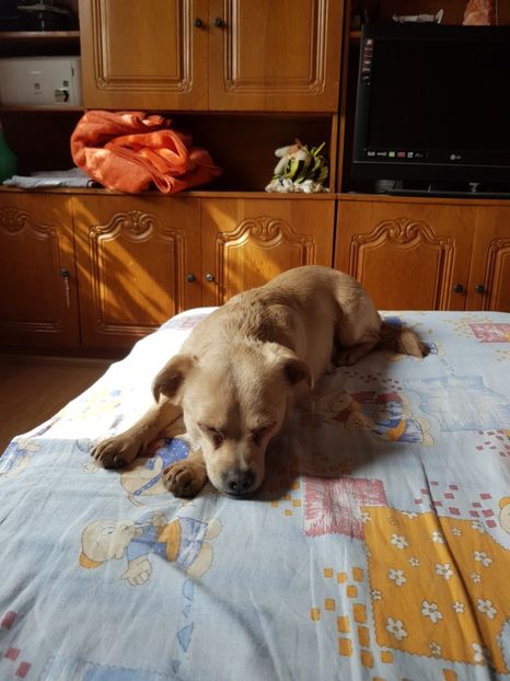  - Sufletele-Pinky si Mițica
