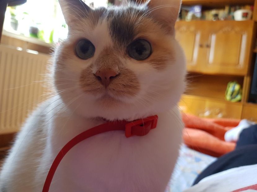  - Sufletele-Pinky si Mițica