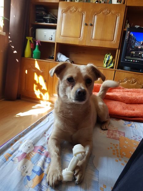  - Sufletele-Pinky si Mițica