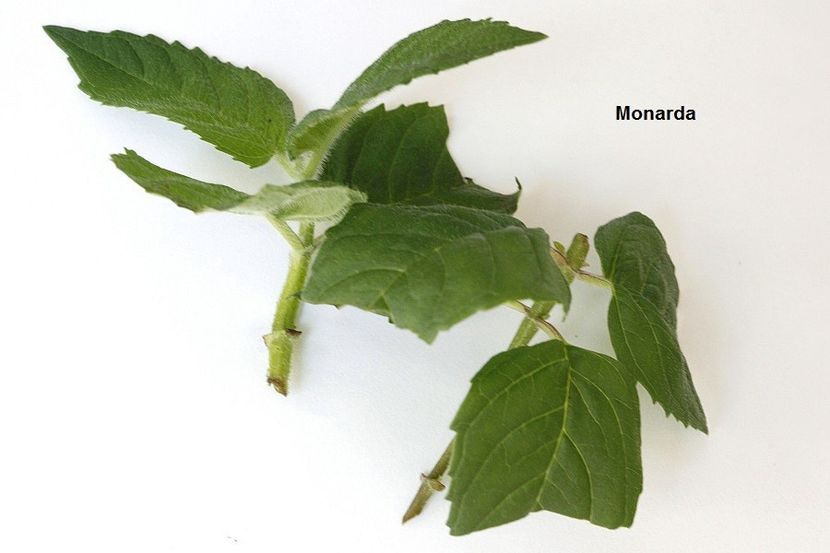 11.09.18 - 2 Butasire