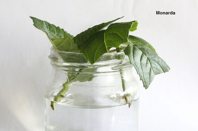 11.09.18 - 2 Butasire