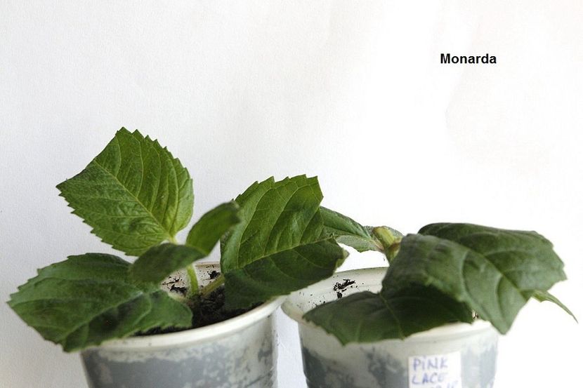 11.09.18 - 2 Butasire