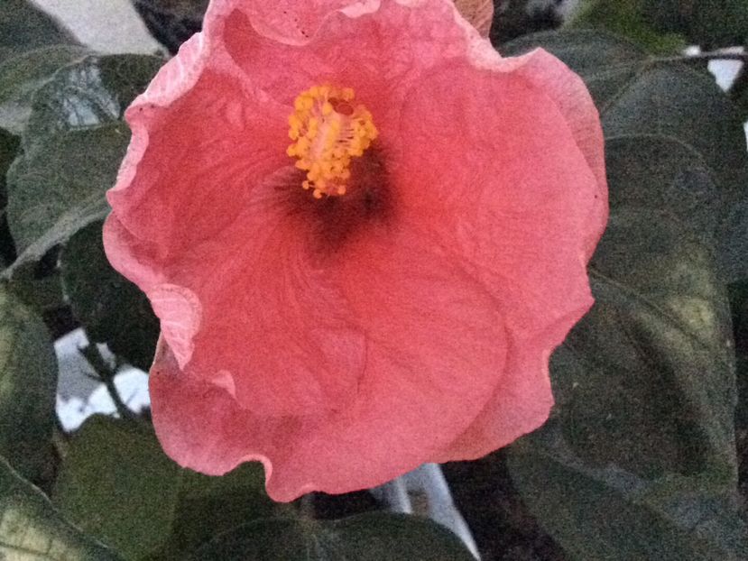 5BCC0F8A-20B5-4AB9-BC13-D5DA59C5FCFD - Hibi 2018