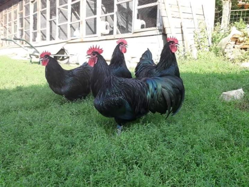 Cocoși Australorp Negru 2018 - AUSTRALORP